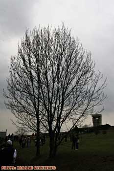 IMG_ (12006)